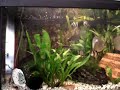 DESOVA DE ACARA DISCO EM AQUARIO COMUNITARIO PLANTADO. 