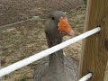 curious goose