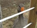 curious goose