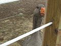 curious goose