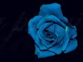 Una Rosa Blu Una Rosa Blu