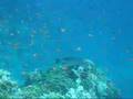 Snorkelling Marsa Alam