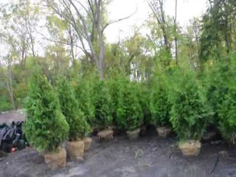 how to transplant forsythia