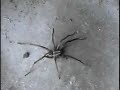 Nasty Big Wolf Spider In The Garage Nasty Big Wolf Spider In The Garage