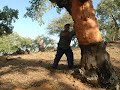 saca del corcho