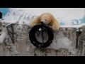 2009/12/20円山動物園　ホッキョクグマその2