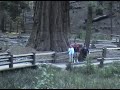 Wow that's a really tall tree