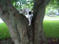 Jack Russell Terrier climbing a tree. Jack Russell Terrier climbing a tree.