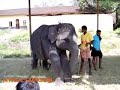 Baby Elephant - ATHULYAM.COM
