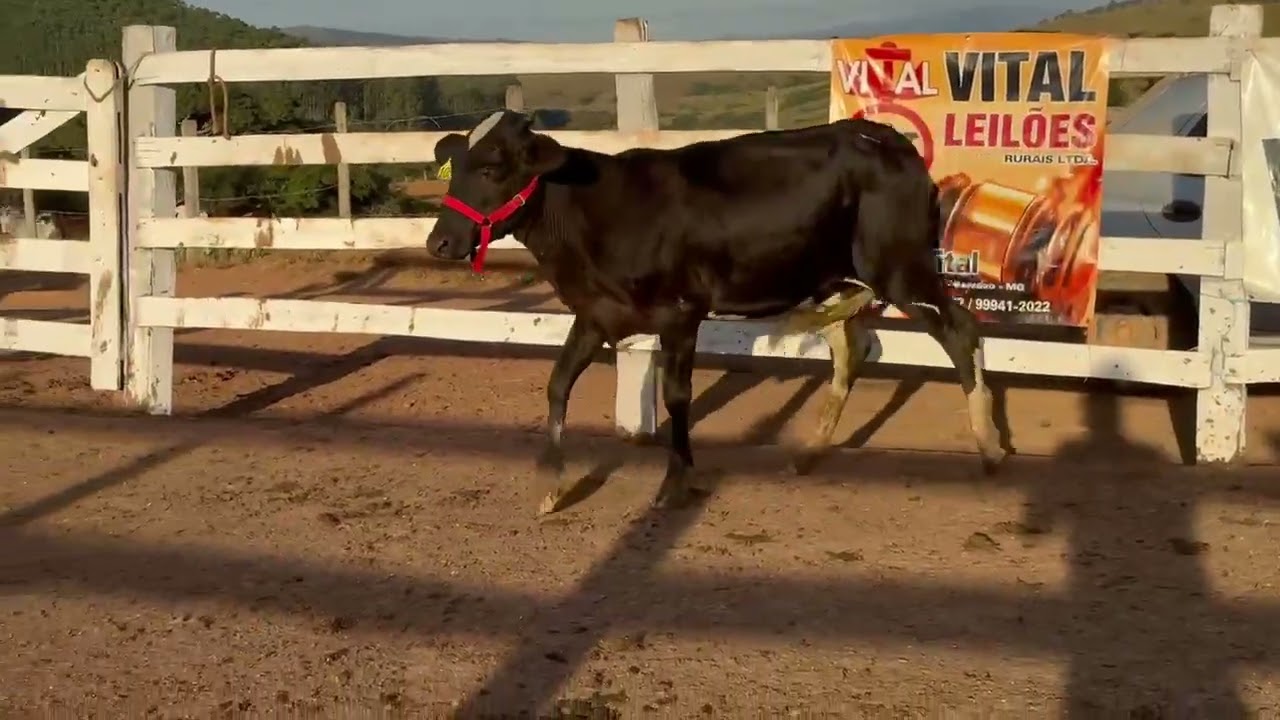 LOTE 71