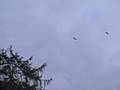 videos de What startled these rooks