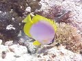 Caribbean Fish Identification : Fish Identification: Spotfin Butterfly Fish Caribbean Fish Identification : Fish Identification: Spotfin Butterfly Fish