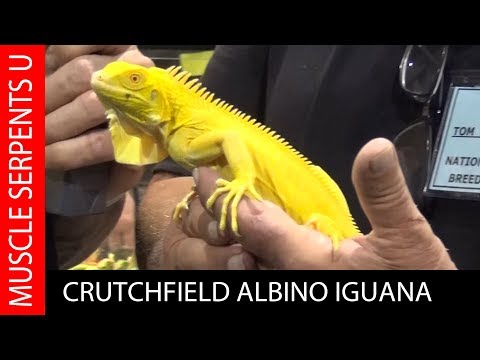 YouTube reptile video