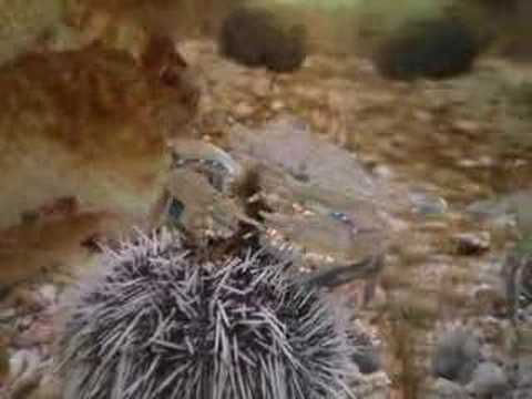 Crab vs Sea Urchin