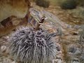 Crab vs Sea Urchin