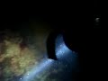 Hand Feeding Conger Eels on a Night Dive