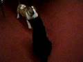 Bull Terrier Miniatura video