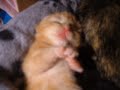 Sleepy Wavy Kitty Sleepy Wavy Kitty