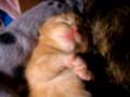Sleepy Wavy Kitty