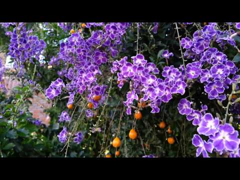 how to care for duranta erecta
