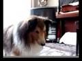 ウチのアホ犬