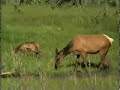 Mother elk and calves at Yellowstone