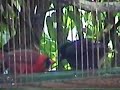 Cardinal and baby scared by a Dove Cardinal and baby scared by a Dove