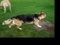 Six Legged Dog Party