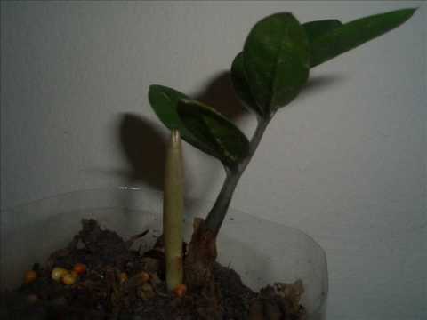 how to plant zamioculcas