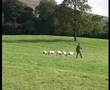 English National Sheepdog Trials 2007 - Keith Preston