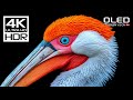 UNSEEN 4K HDR DOLBY VISION 🌿 4K VIDEO ULTRA H ..