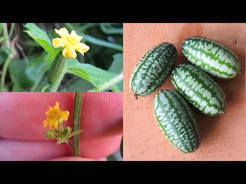 how to harvest gherkins
