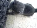 skary cat