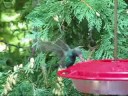 Broad-billed Hummingbird Broad-billed Hummingbird