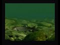 Reel Fishing Intro Natsume Sony Playstation Pal Version Reel Fishing Intro Natsume Sony Playstation Pal Version