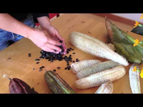 how to harvest luffa