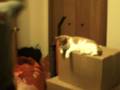 videos de Star Wars The Phantom cat ious has come!