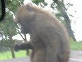 safari park