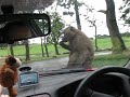 safari park