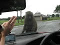 safari park