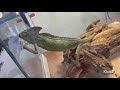 Pet Animals And Birds
