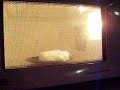 ivory soap! ivory soap!