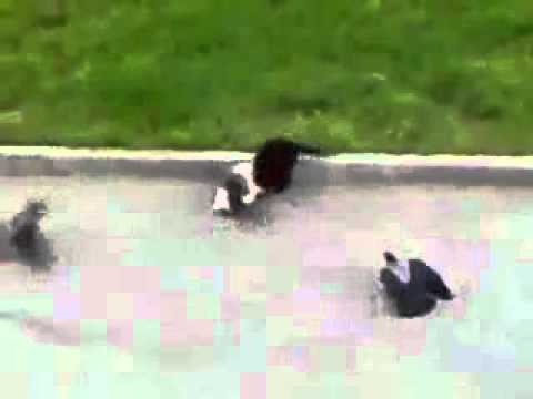pelea gatos