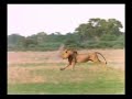lion kills hyena