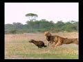 Lion kills Hyena Lion kills Hyena