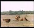 Lion kills Hyena