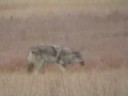 Coyote (tiny) Kill Yellowstone