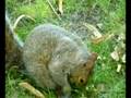 Squirrels: Central Park - time tracking timesheet software