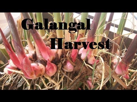 how to harvest galangal root