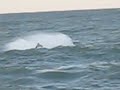 November 17th 2009 Sea Doo wave jumping on Lake Erie